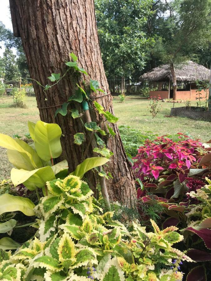 Peacock Resort Anuradhapura Exteriör bild